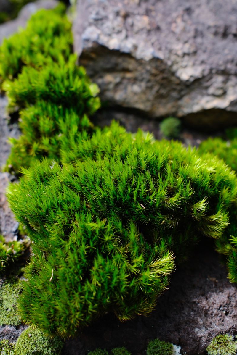 Photograph taken in September 2026 with the Fujifilm X100VI